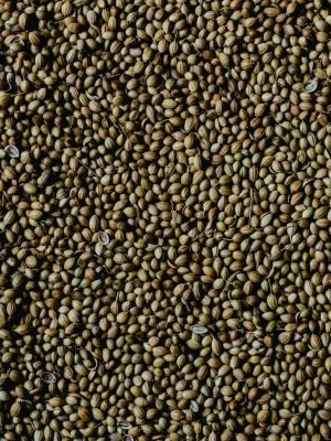 Home High-resolution vertical image of coriander seeds showcasing texture and natural color.
